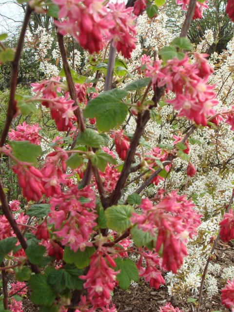 Ribes sanguineum 'Pursh' fleur P20